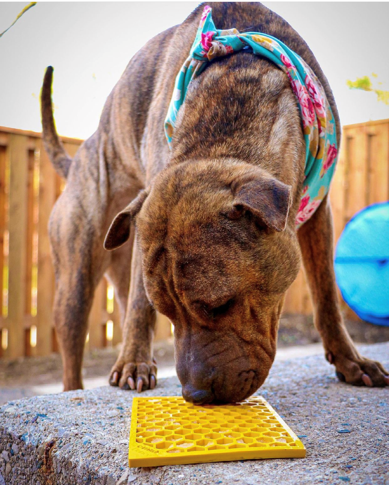 Honeycomb Design Emat Enrichment Licking Mat - Yellow - Larg - The Localist