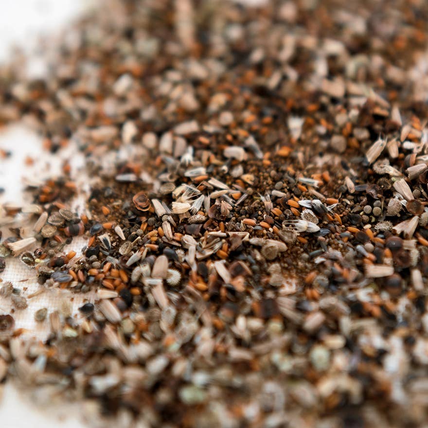 Pollinator Wildflower Seed Blend for Spring