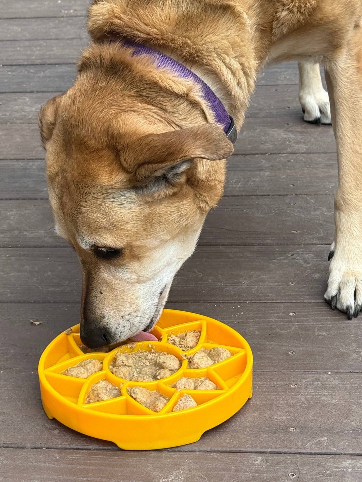 Sunflower Design eTray Enrichment Slow Feeder Tray for Dogs