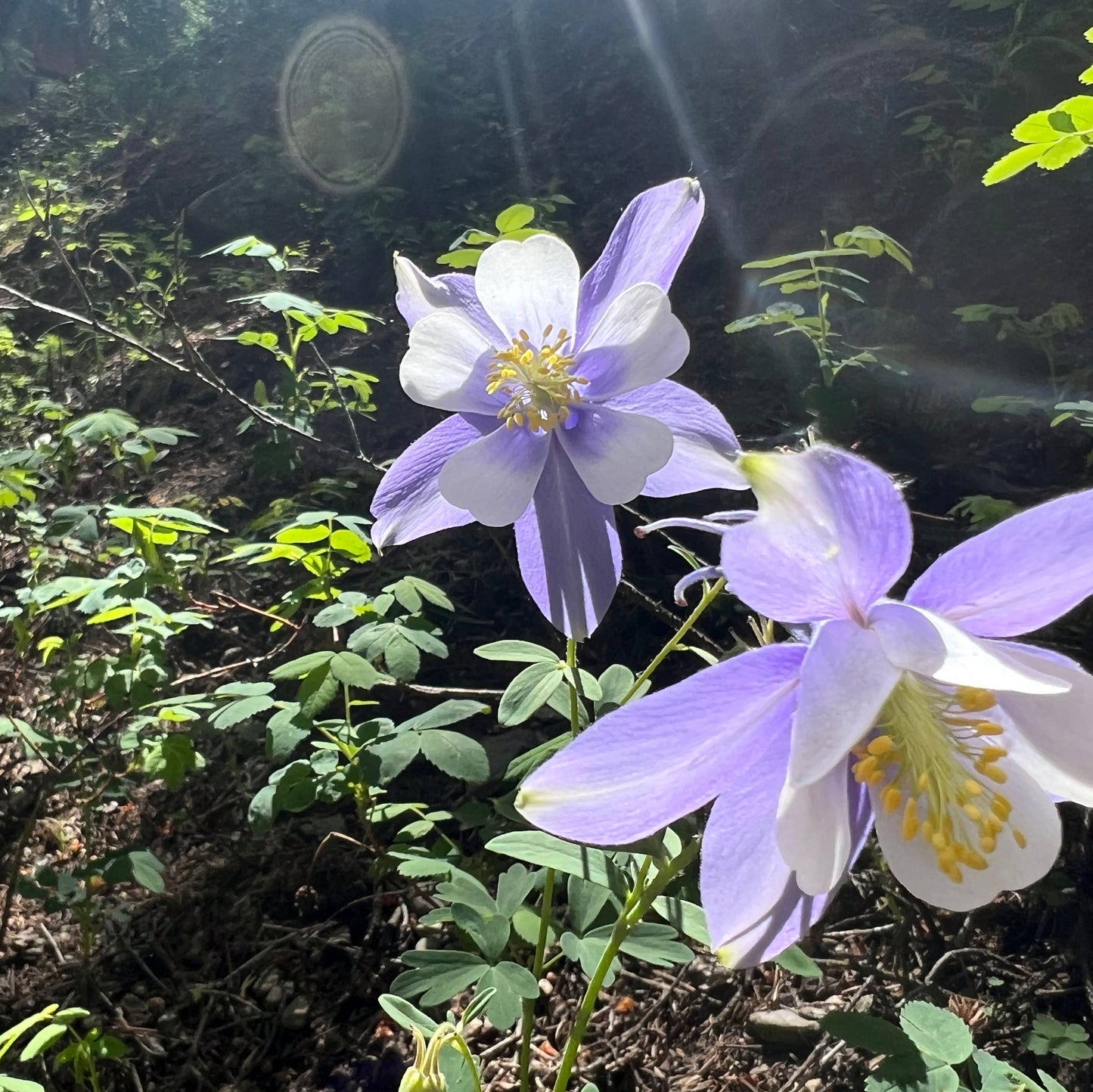 Colorado Blue Columbine Seeds