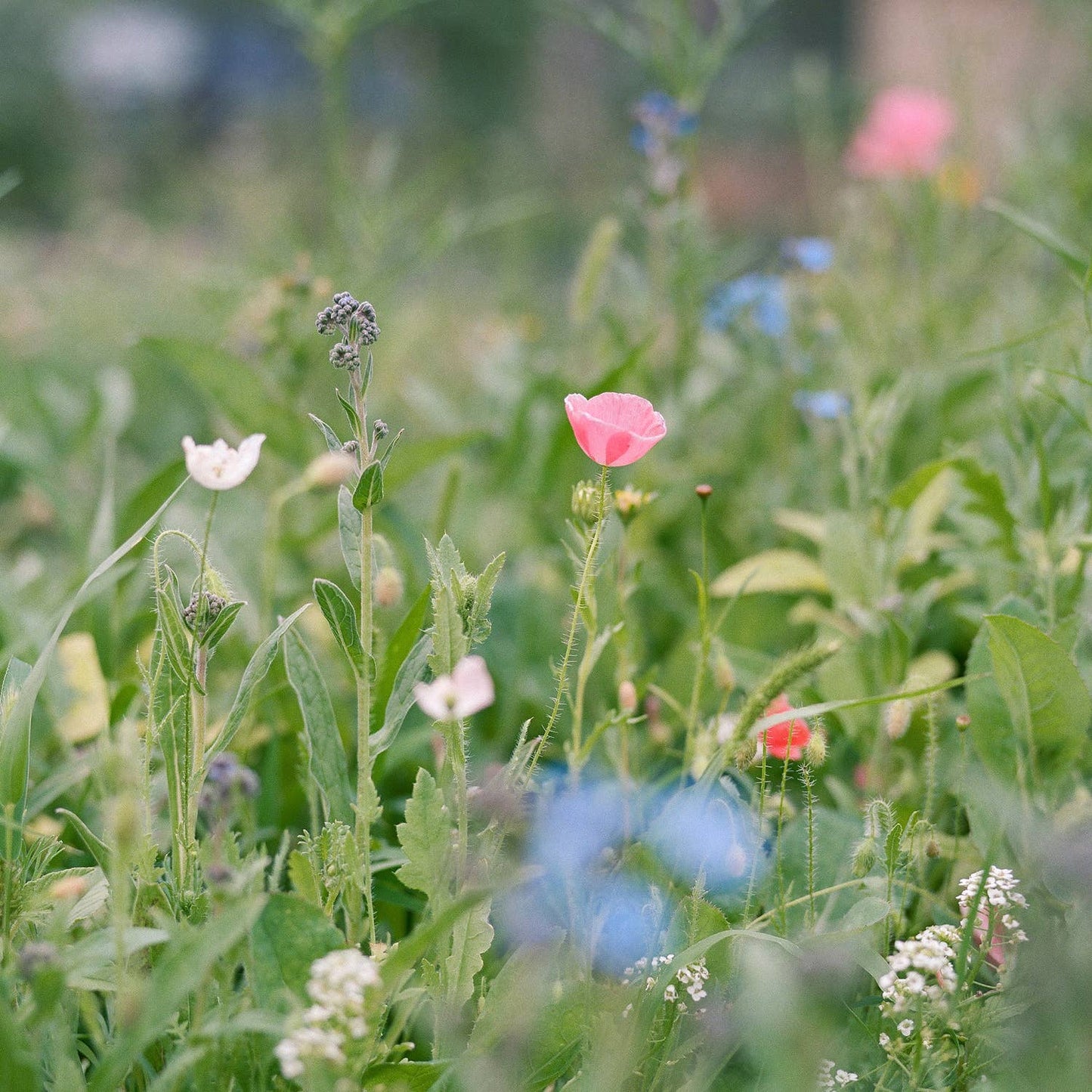 Pollinator Wildflower Seed Blend for Spring