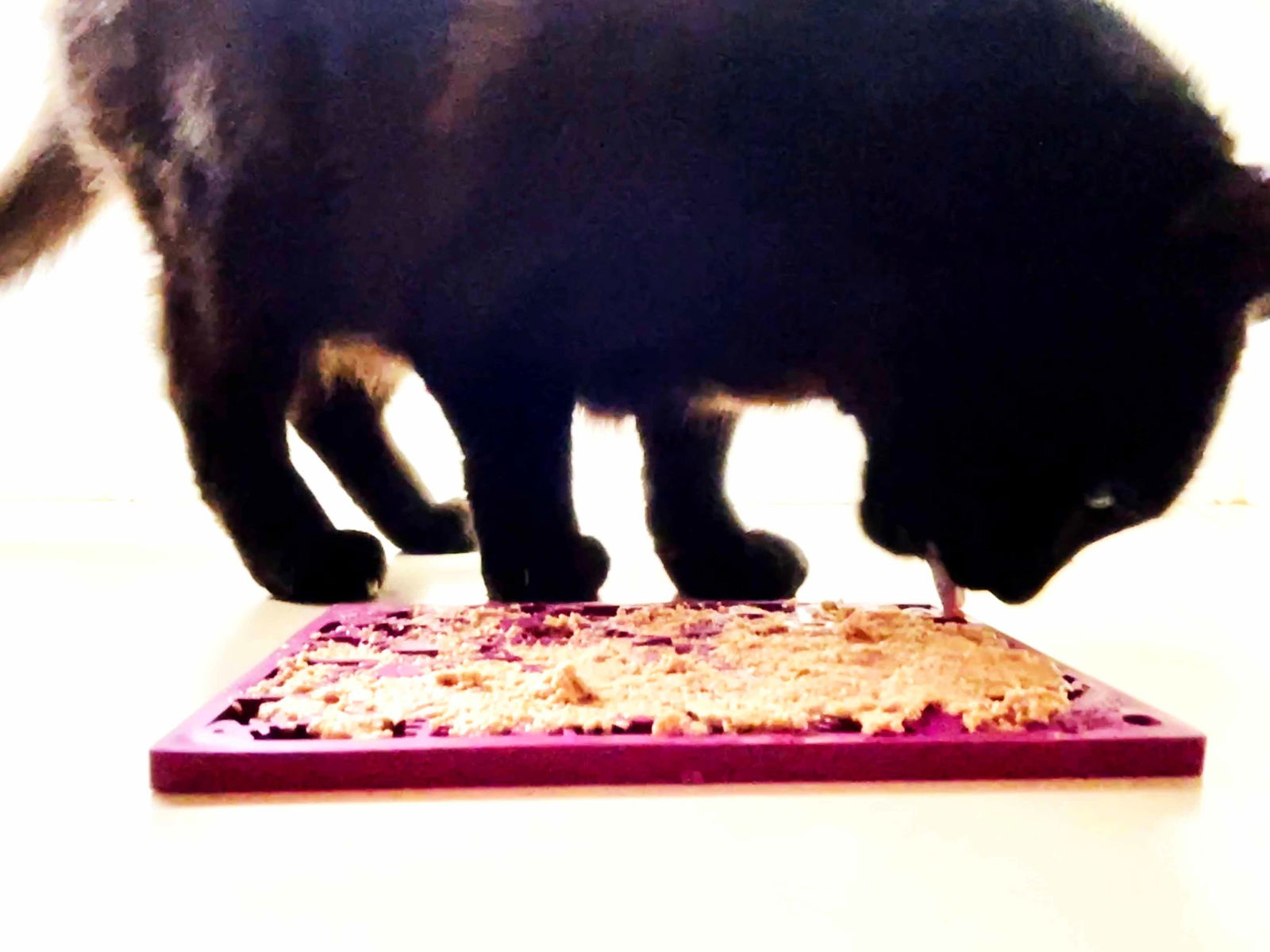 Fishy Design eMat Enrichment Lick Mat - small from SodaPup - The Localist