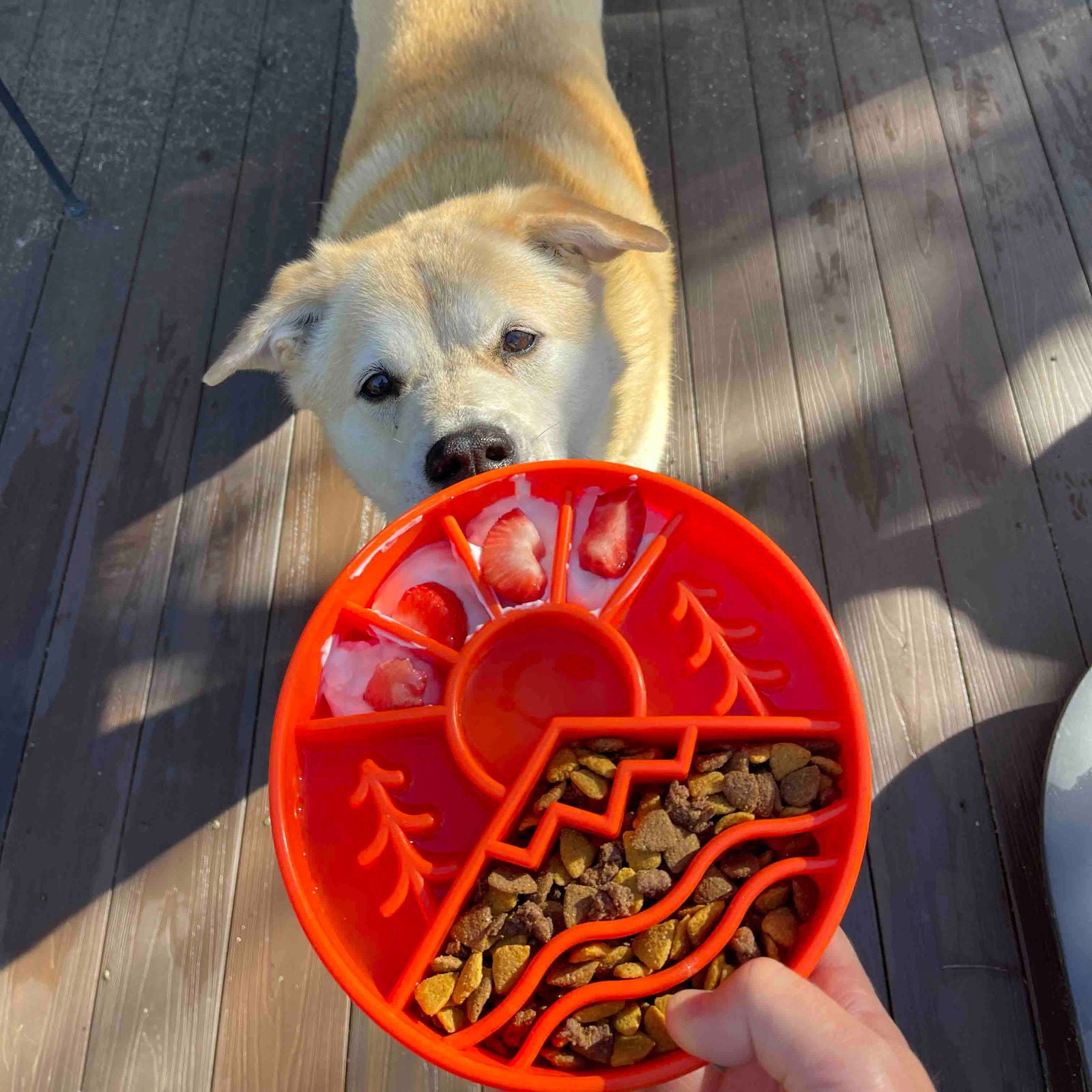 Great Outdoors Design eBowl Enrichment Slow Feeder Bowl for dogs from SodaPup - The Localist