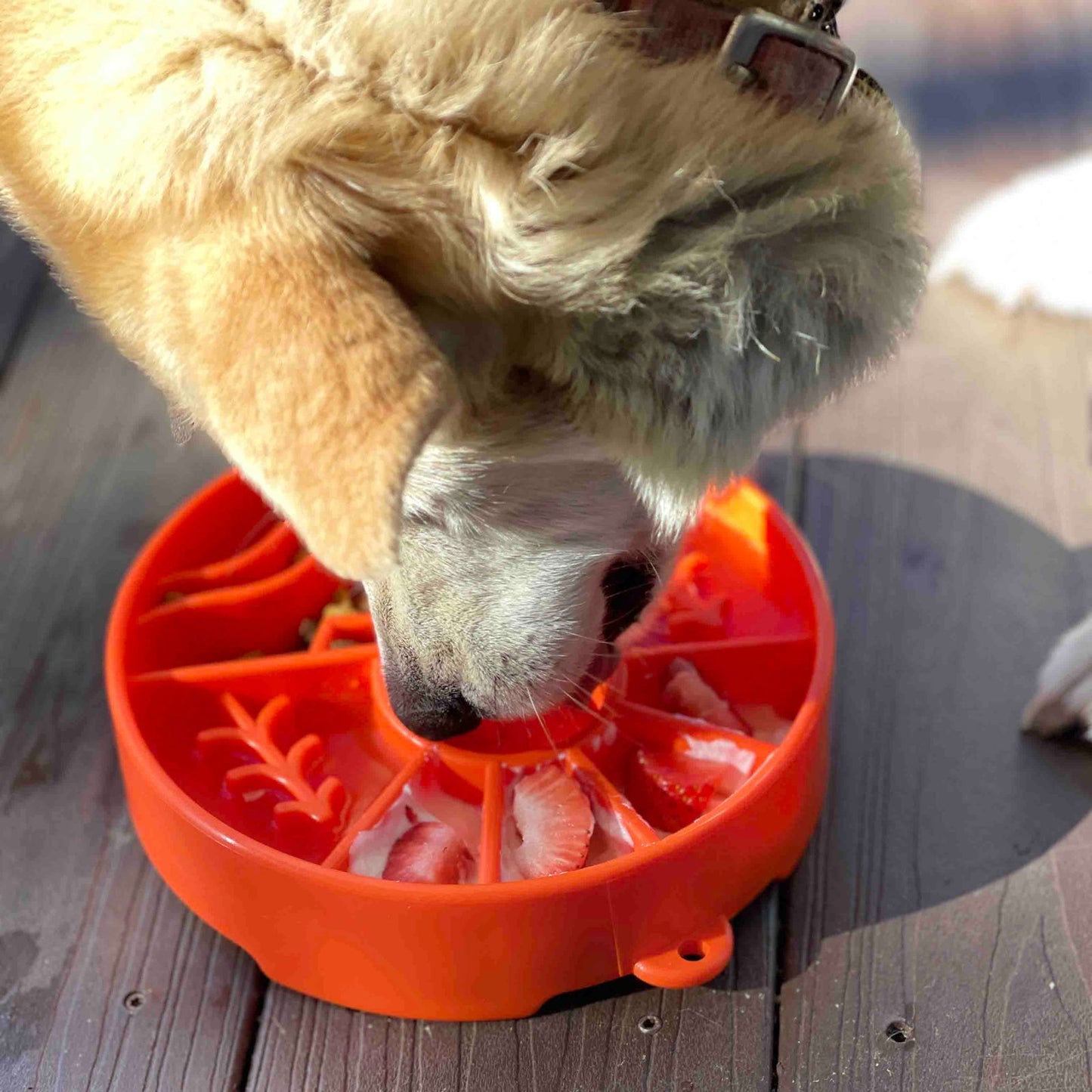 Great Outdoors Design eBowl Enrichment Slow Feeder Bowl for dogs from SodaPup - The Localist