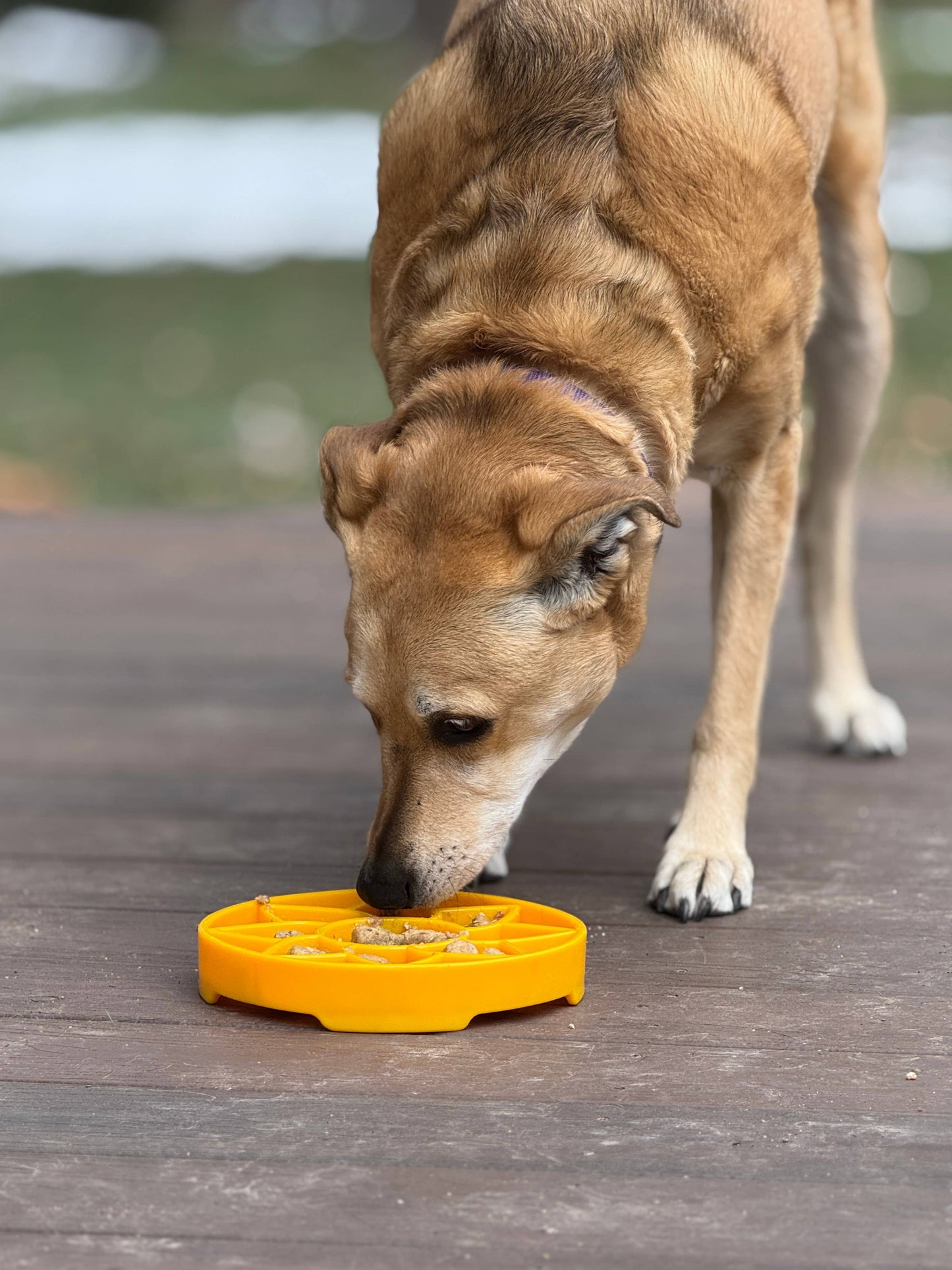 Sunflower Design eTray Enrichment Slow Feeder Tray for Dogs