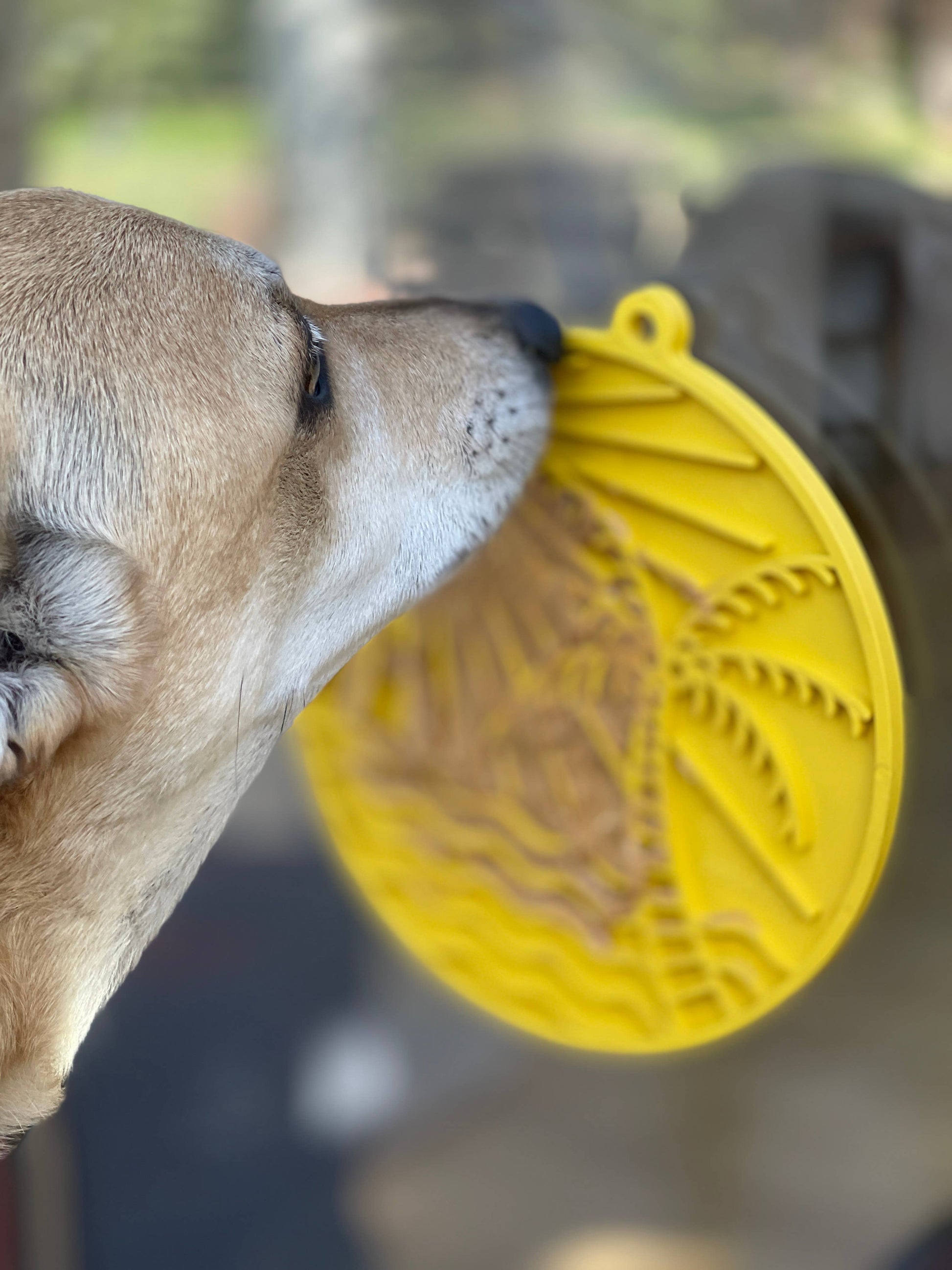 Sun n' Sea eMat Enrichment Lick Mat With Suction Cups - The Localist