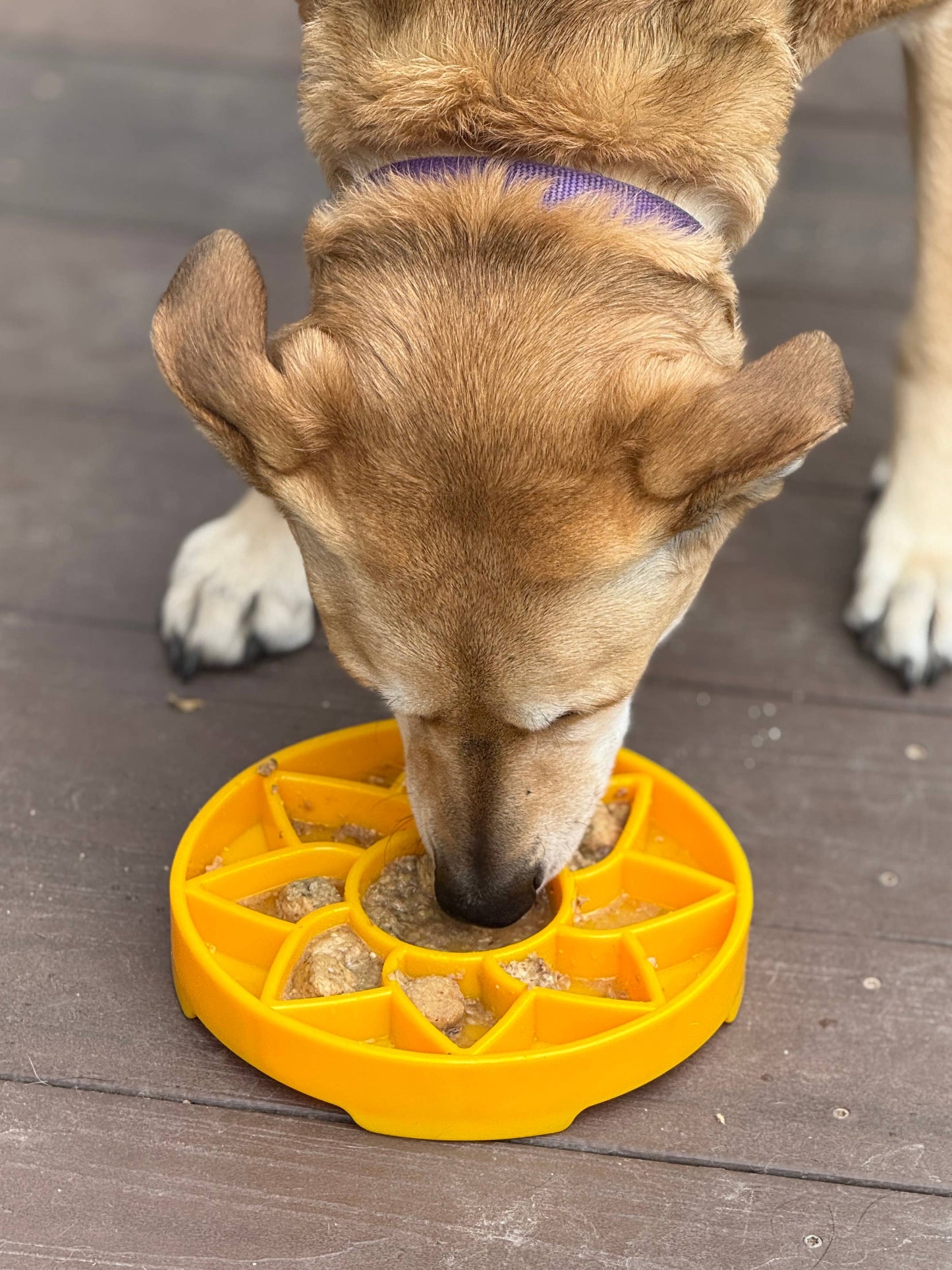Sunflower Design eTray Enrichment Slow Feeder Tray for Dogs