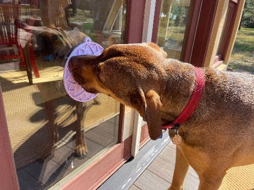 Lotus eMat Enrichment Lick Mat With Suction Cups - The Localist