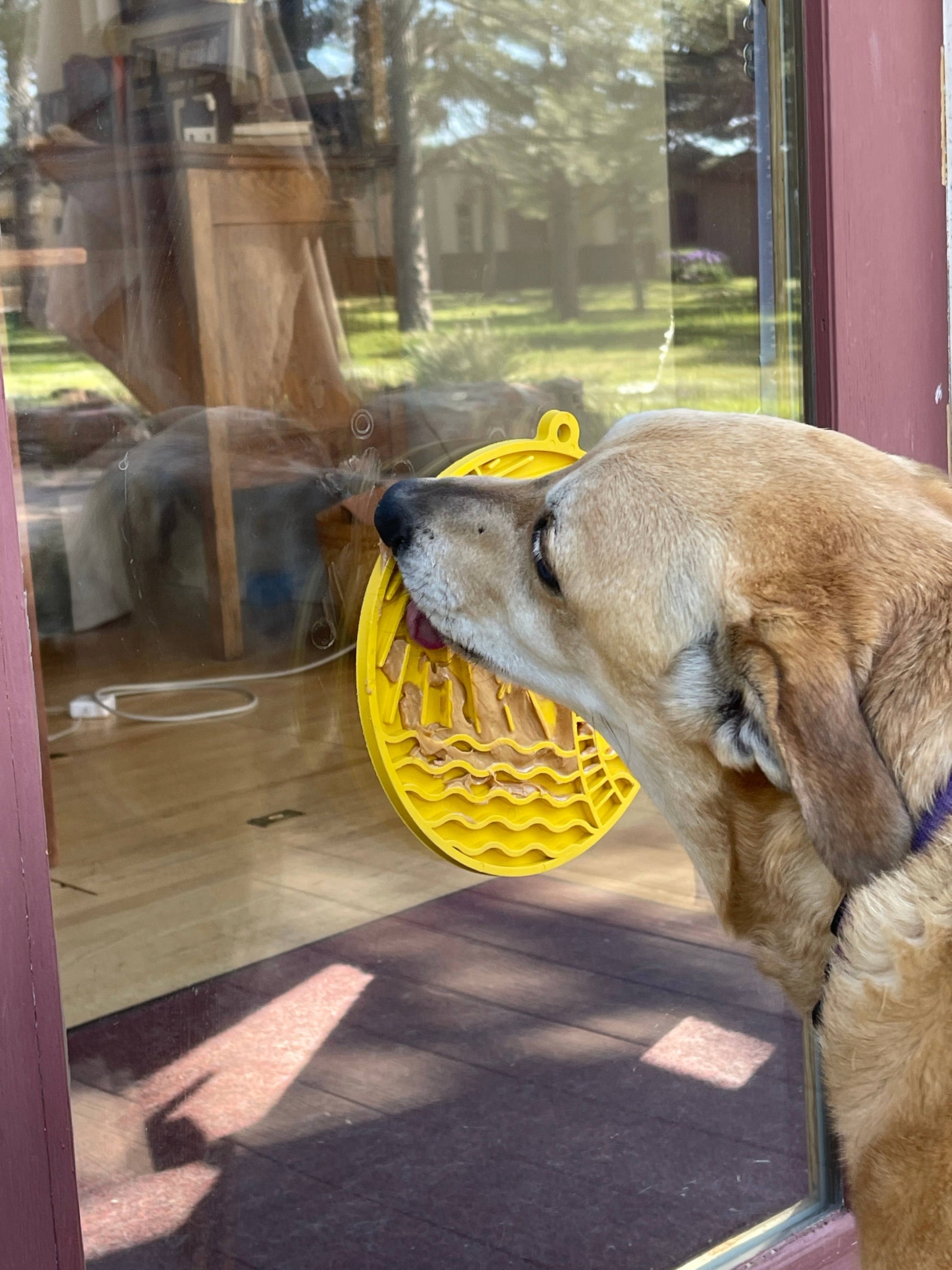 Sun n' Sea eMat Enrichment Lick Mat With Suction Cups - The Localist